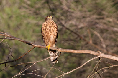 Bird perching on branch