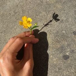 Close-up of hand holding yellow flower