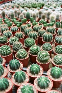 Full frame shot of cactus