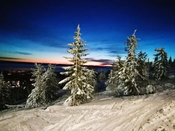 Frozen trees against clear blue sky at night
