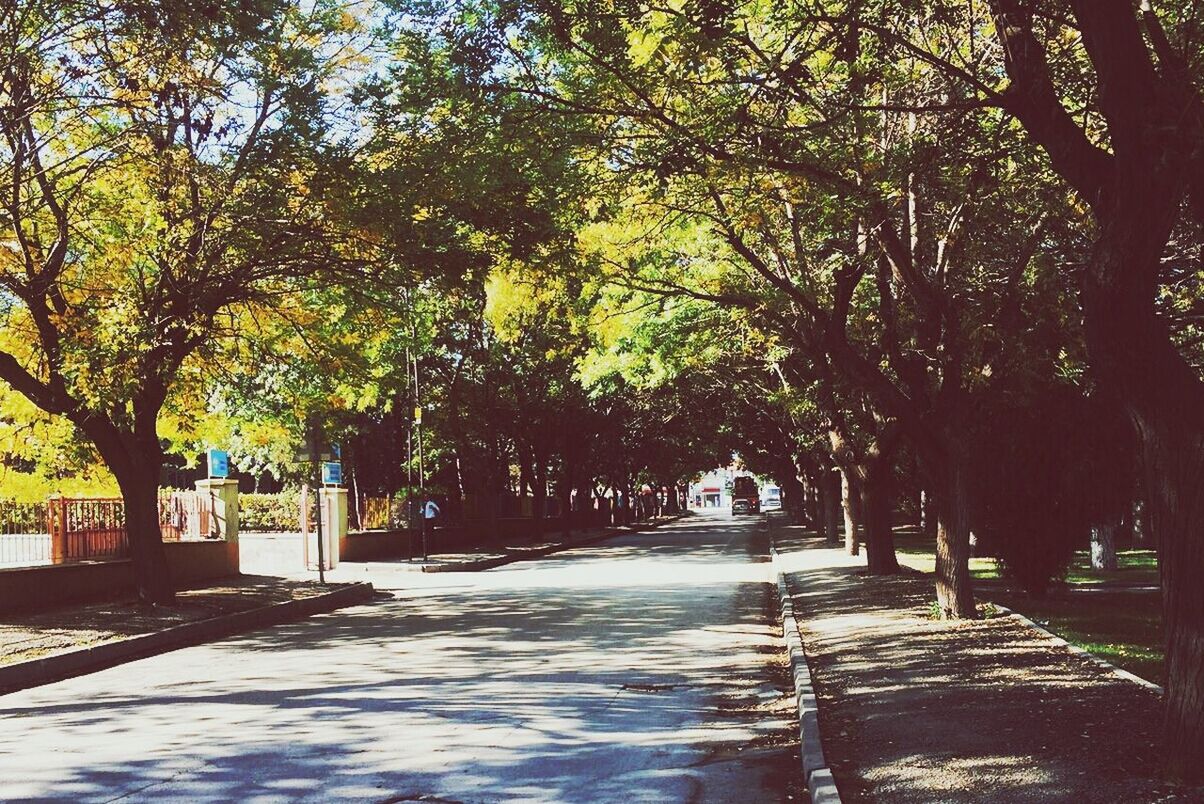 tree, tranquility, park - man made space, the way forward, growth, tranquil scene, empty, nature, footpath, sunlight, shadow, bench, beauty in nature, branch, absence, park, scenics, walkway, day, tree trunk