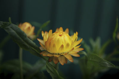 Close-up of red flower