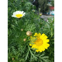 Close-up of yellow flowers blooming outdoors