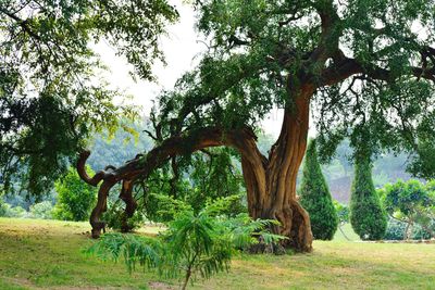 Trees in park