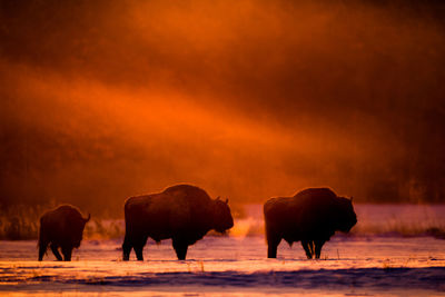 Bisons standing on snow covered land