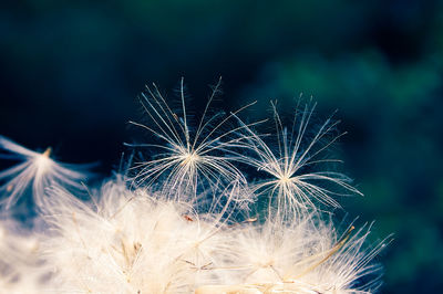 Close-up of dandelion on plant