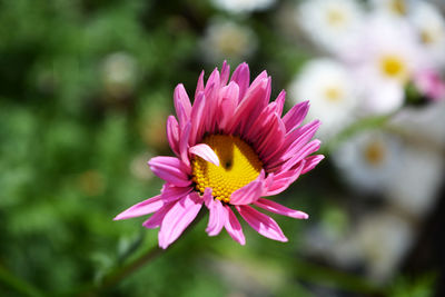 Close-up of pink flowers