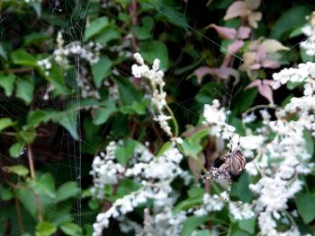 Close-up of butterfly on plant