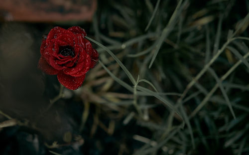 Close-up of red rose