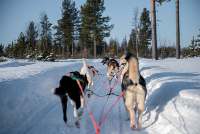 Dogs on snow covered field against sky