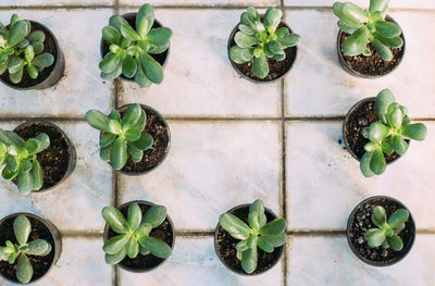 Gardening, planting and flora concept - close up of plant crassula in pots at greenhouse. 