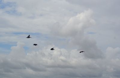 Low angle view of birds flying in sky