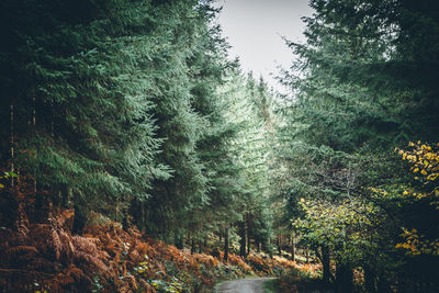 Road passing through forest