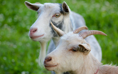 Close-up portrait of sheep on field