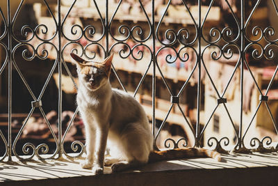 Close-up of a cat enjoying sun