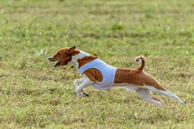 Running basenji dog in white jacket across the meadow on lure coursing competition