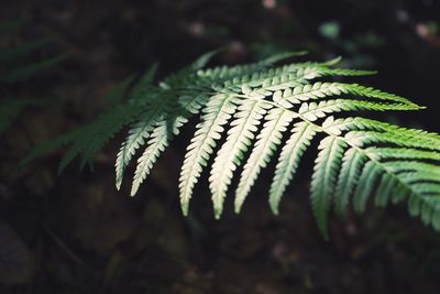 Close-up of fern growing on tree