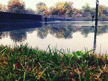 Reflection of trees in water