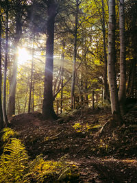 Sunlight streaming through trees in forest