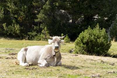 Portrait of sheep on field