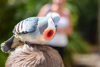 Close-up of a bird