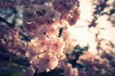 Close-up of flowers on tree