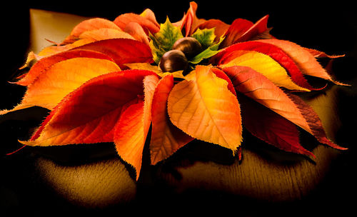 Close-up of orange flowers