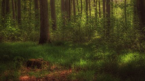 Scenic view of forest