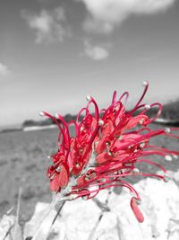 Close-up of red flower in winter