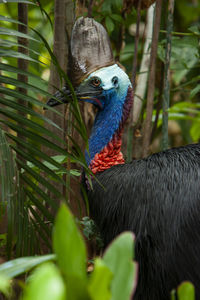 Close up on ancient cassowary bird face,  queensland, australia