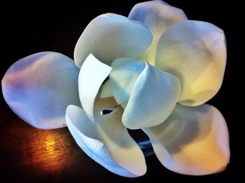 Close-up of white flower over black background