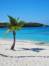 Palm tree on beach against clear blue sky