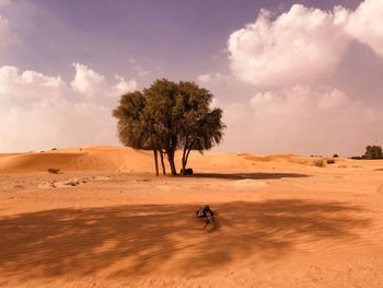 Trees on sand dune in desert against sky
