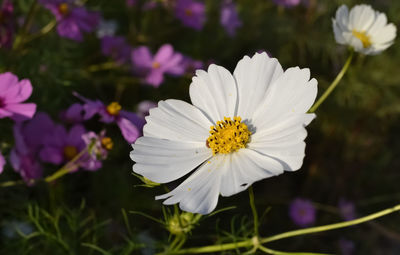 Close-up of white flowering plants