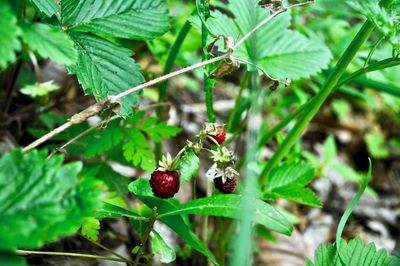 Close-up of red berries growing on plant