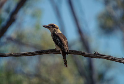 Close-up of kookaburra perching on twig