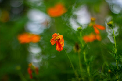 Close-up of orange flower on field