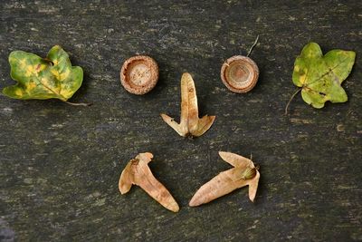 High angle view of leaves arranged in container