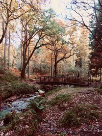 Trees in forest during autumn