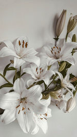 Close-up of white cherry blossoms in spring