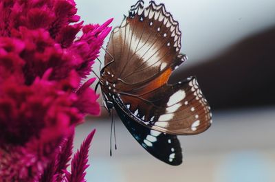 Close-up of butterfly pollinating on purple flower