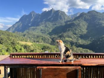 One cat is lying and the scenery is beautiful.