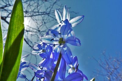 Close-up of purple flowering plant against blue sky