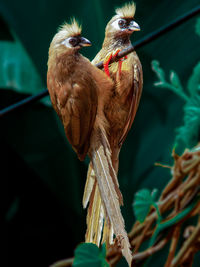 Pair of birds called colious striped, staring at the lens perched on a cable in a garden in the city