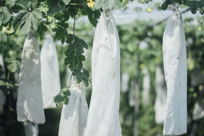 Close-up of white flowers hanging on tree