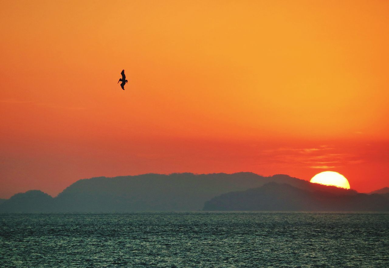 sunset, sky, beauty in nature, scenics - nature, water, orange color, mountain, tranquil scene, animal themes, waterfront, animal wildlife, bird, vertebrate, silhouette, animal, animals in the wild, tranquility, flying, nature, no people, mountain range, outdoors