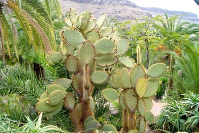 Plants growing on a tree
