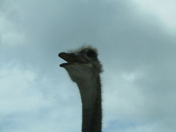 Low angle view of ostrich against sky