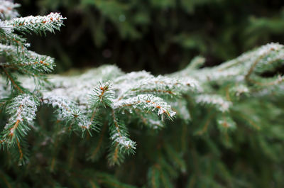 Christmas tree branch in winter close-up. snow on a branch