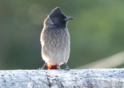 Close-up of bird perching on leaf